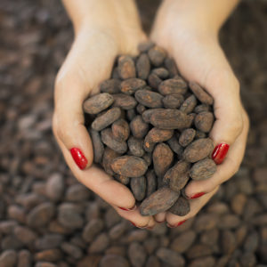 Organic Chocolate Manufacturing. A person holding a handful of cocoa beans, the  seed of Theobroma cacao, raw materials for chocolate making.